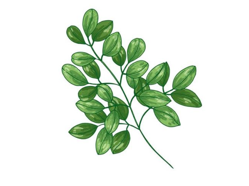 Bột Chùm Ngây Goce - Bật mí  3 công dụng của chùm ngây cho cơ thể bé