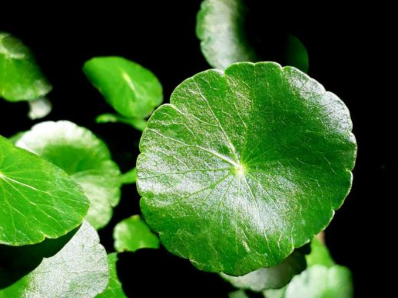 Bột Rau Má Goce - 100% nguyên chất