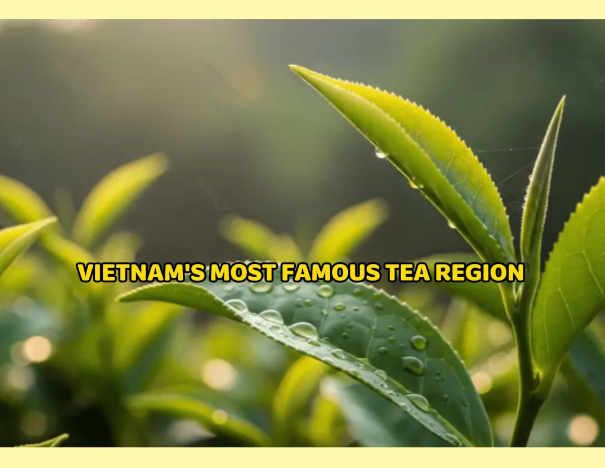 Chè Xanh Việt Nam Được Trồng Chủ Yếu Ở Đâu?