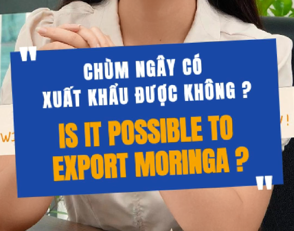 Chùm Ngây Có Xuất Khẩu Được Không?