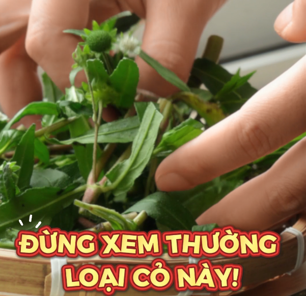 Cỏ Mực – Loại Cây Quen Thuộc Được Dân Gian Trân Quý