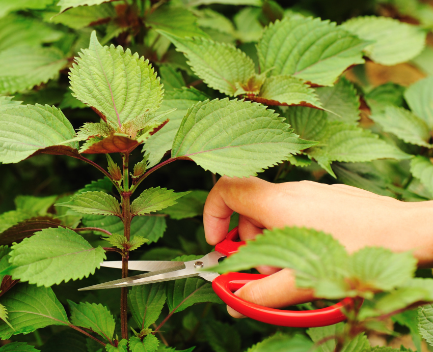 Tía Tô Có Công Dụng Gì Trong Đông Y?