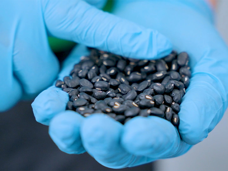 Trà Cỏ Mực Đậu Đen Goce - Uống trà cỏ mực đậu đen có tác dụng gì?