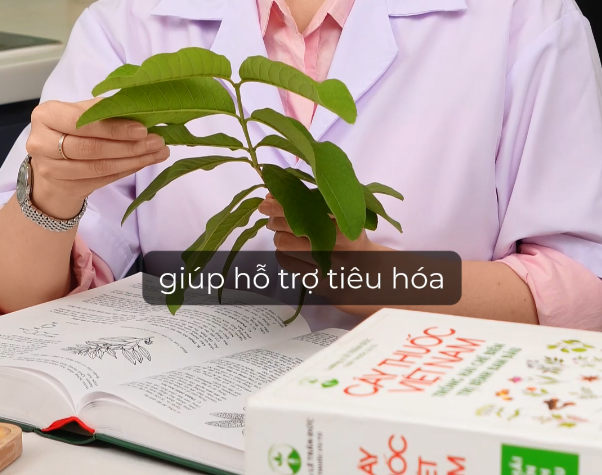 Trà Lá Ổi Goce - Y Học Việt Nam Nói Gì Về Lá Ổi?
