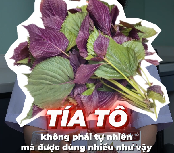 Vì Sao Ai Cũng Dùng Tía Tô?