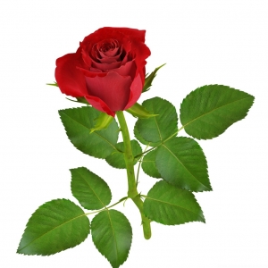 Hoa hồng Đà Lạt