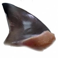 Vi cá mập đông lạnh
