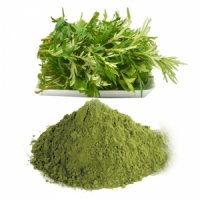 Bột Ngải Cứu