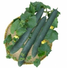 Bí dài Miền Tây