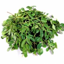 Lá chùm ngây khô