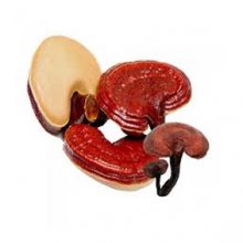 Nấm linh chi Hàn Quốc