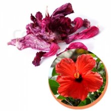 HOA DÂM BỤT KHÔ XUẤT KHẨU