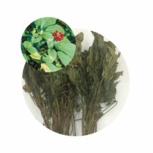 Lá sâm ngọc linh sấy khô