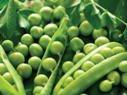 5+ tác dụng đậu hà Lan cho sức khỏe