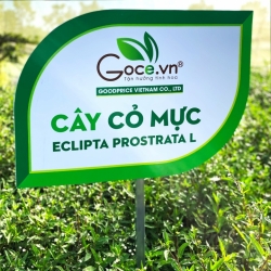 Bài Thuốc Thiên Nhiên Từ Cây Cỏ Mực