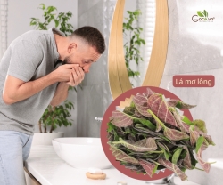 Bị Ợ Chua, Nóng Rát? Lá Mơ Lông Có Thực Sự Giúp Giảm Trào Ngược Dạ Dày?