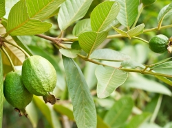 Bí quyết giảm cân siêu hiệu quả từ trà lá ổi 