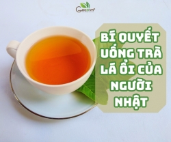 Bí Quyết Pha Trà Lá Ổi Của Người Nhật: Kết Hợp Cùng Thảo Mộc