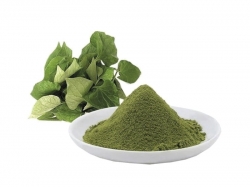 Bột Diếp Cá Nguyên Chất