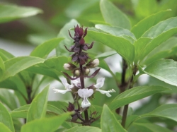 Bột húng quế chữa bệnh tiểu đường tốt - Lưu ý cách dùng