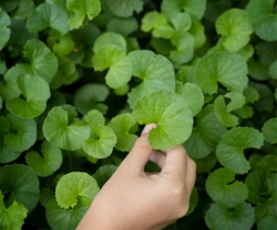 Bột Rau Má GOCE Có Tốt Không? Đánh Giá Thực Tế Từ Người Dùng