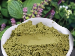 Bột tía tô có tác dụng tốt như tía tô tươi không? 