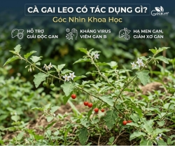 Cà Gai Leo Có Tác Dụng Gì? Góc Nhìn Khoa Học