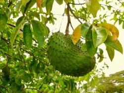 Các công dụng của Trà lá mãng cầu xiêm đối với sức khỏe 