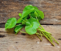 Cách Đắp Mặt Nạ Rau Má Trị Mụn Hiệu Quả Tại Nhà