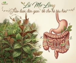 Cách Hỗ Trợ Tiêu Hóa Và Đường Ruột Khỏe Mạnh Tự Nhiên