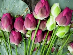 Cách Ngủ Ngon Giấc Hơn Từ Sen