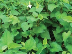 Cách trị bệnh trĩ bằng rau diếp cá hiệu quả tại nhà