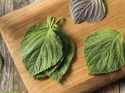 Cách trị nám bằng lá tía tô “hiệu quả thần tốc” tại nhà