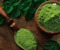 Cây Chùm Ngây Có Tác Dụng Gì? Nhìn Từ Dinh Dưỡng Đến Ứng Dụng Thực Tế