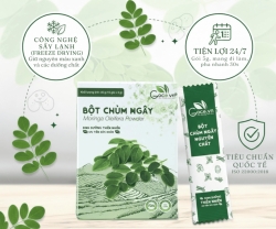 Cây chùm ngây với những công dụng hỗ trợ tuyệt vời