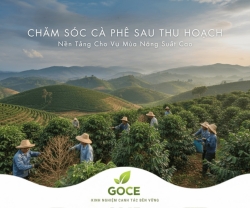 Chăm Sóc Cà Phê Sau Thu Hoạch Nền Tảng Cho Vụ Mùa Năng Suất Cao