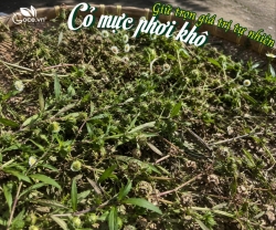 Cỏ Mực Phơi Khô Nấu Nước Uống Như Thế Nào Cho Đúng Cách?