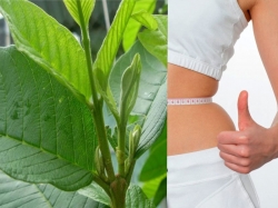 Công dụng của lá ổi là gì? Thực hư uống lá ổi giảm cân như thế nào?