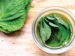 Công dụng của lá tía tô khi sử dụng hàng ngày