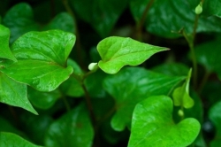 Công dụng từ rau diếp cá