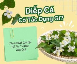 Diếp Cá Có Tác Dụng Gì Thanh Nhiệt Giải Độc Hỗ Trợ Trị Mụn Hiệu Quả