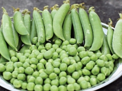 Đỗ Hà Lan và Những Lợi Ích VÀNG Cho Sức Khỏe