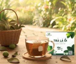 Đừng Uống Nước Lá Ổi Nếu Bạn Chưa Biết 3 Điều Này!