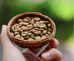 Giá cà phê hôm nay 23/9: Trong nước vượt 112.000 đồng/kg, thế giới lập kỷ lục mới