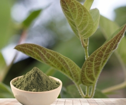 Khám Phá 4 Công Dụng Đặc Biệt Từ Lá Mơ Lông