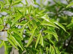 Khám phá 6 công dụng vàng của Trà đinh lăng