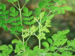 Lá chùm ngây có tác dụng gì?