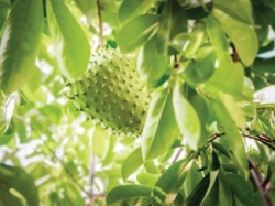Lá mãng cầu xiêm tốt cho sức khỏe như thế nào?