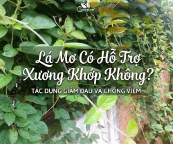 Lá Mơ Có Hỗ Trợ Xương Khớp Không?