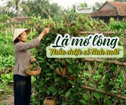 Lá Mơ Có Tính Nóng Hay Tính Mát? Công Dụng Và Cách Dùng Đúng